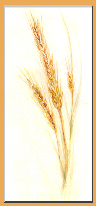 Large Food Art Painting of Wheat